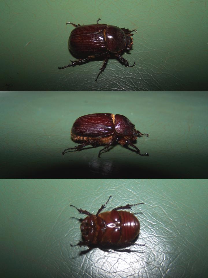 FIGURE 1 FIGURE 1